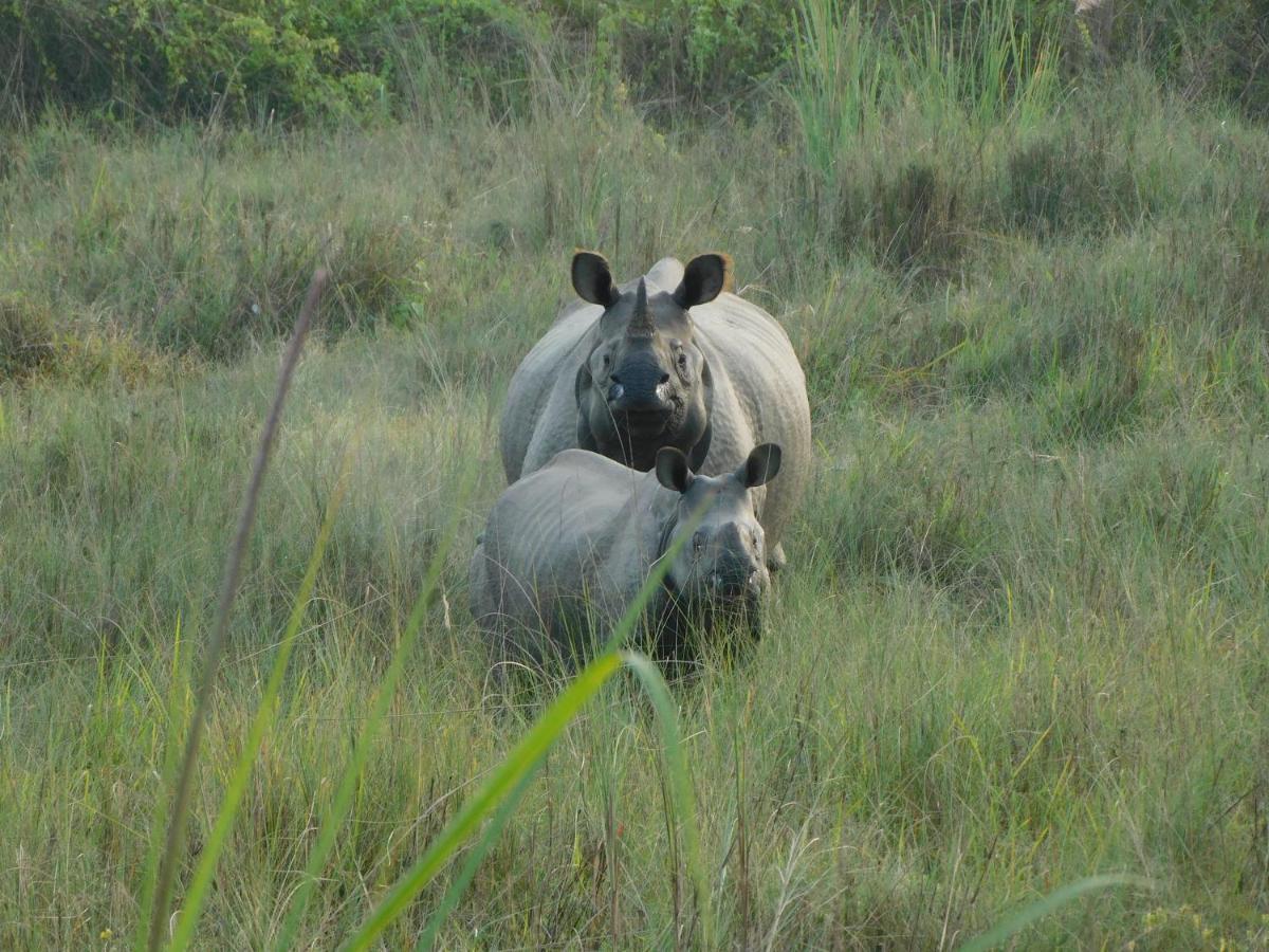 Chital Lodge Читван Экстерьер фото