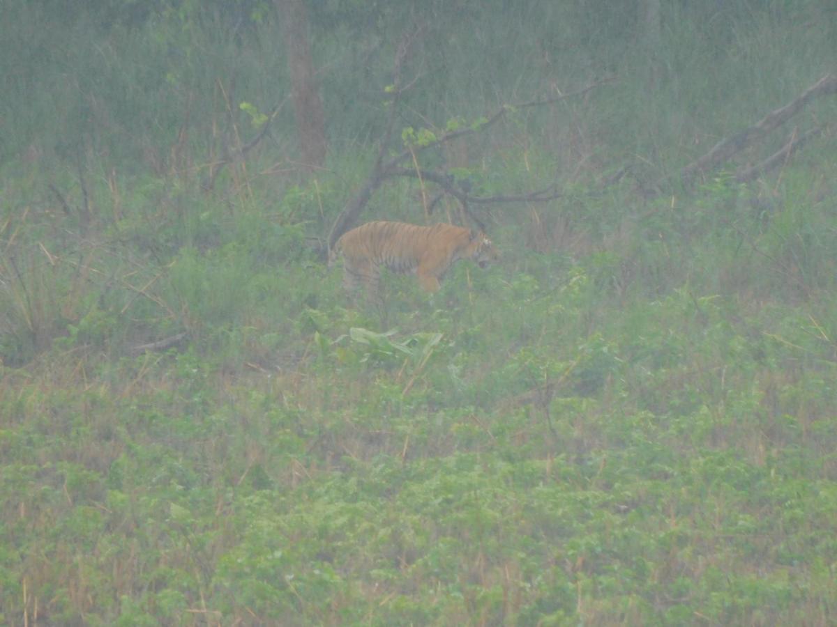 Chital Lodge Читван Экстерьер фото