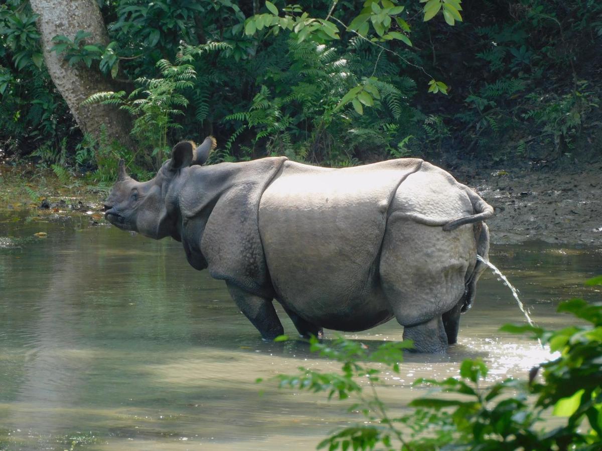 Chital Lodge Читван Экстерьер фото