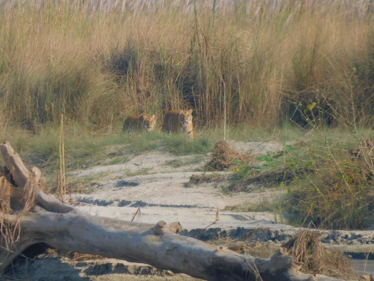Chital Lodge Читван Экстерьер фото