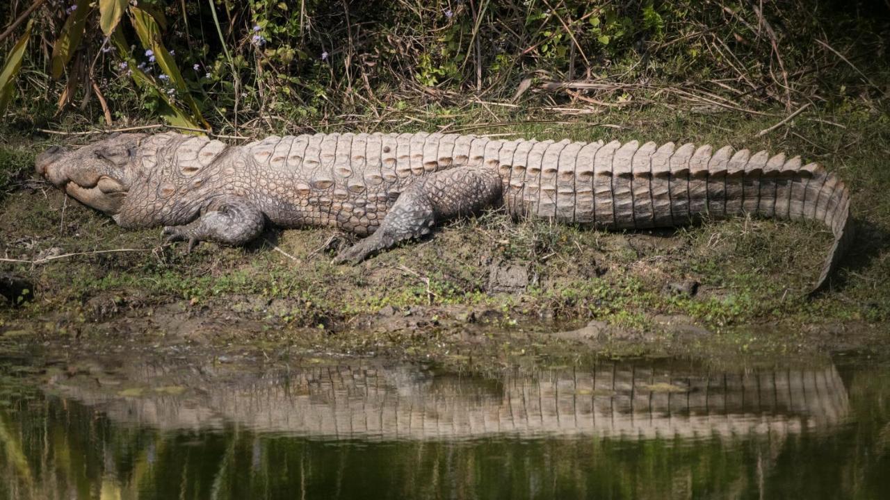 Chital Lodge Читван Экстерьер фото