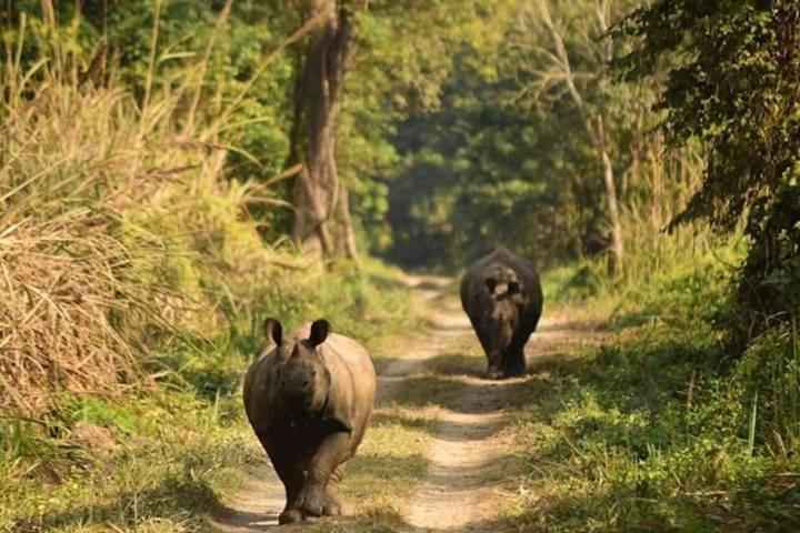 Chital Lodge Читван Экстерьер фото