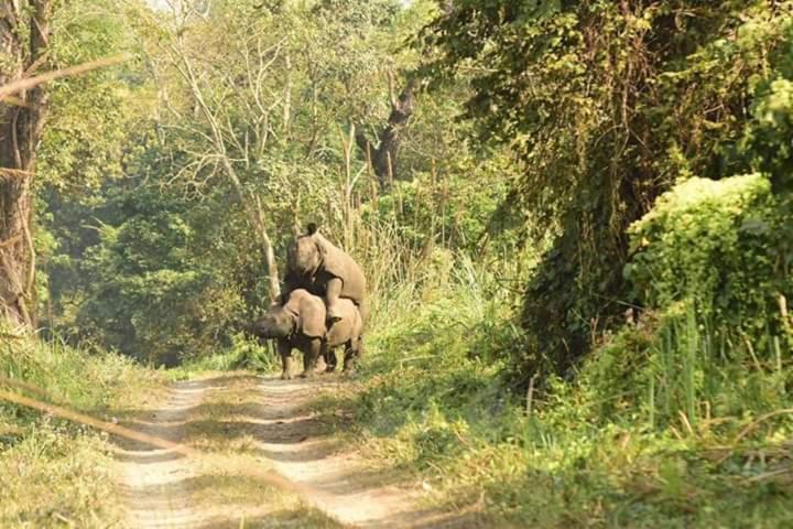 Chital Lodge Читван Экстерьер фото