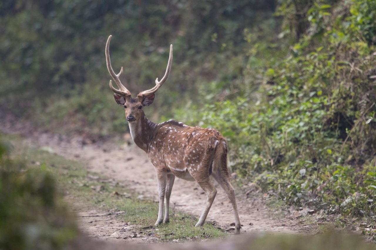 Chital Lodge Читван Экстерьер фото
