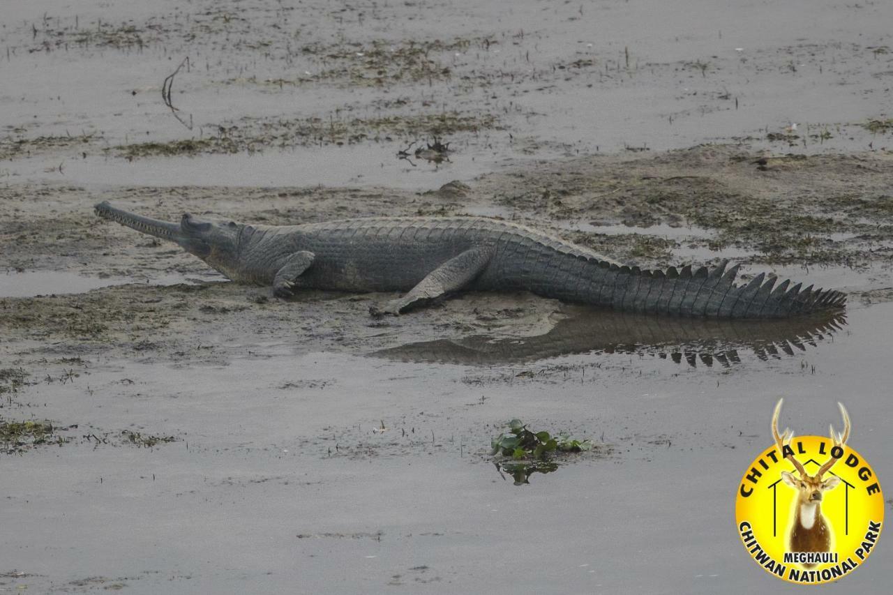 Chital Lodge Читван Экстерьер фото