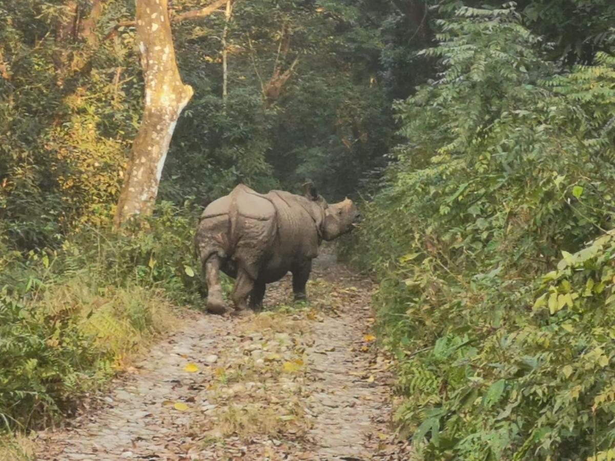 Chital Lodge Читван Экстерьер фото