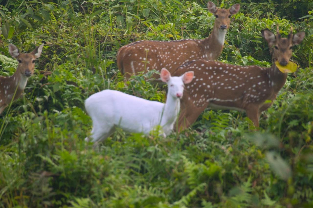 Chital Lodge Читван Экстерьер фото