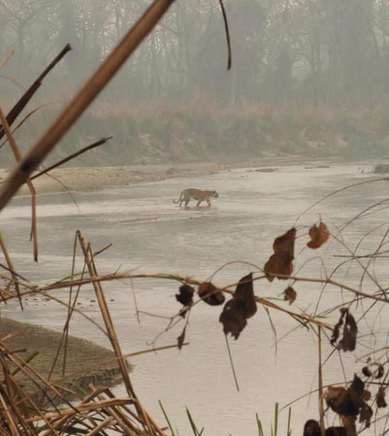 Chital Lodge Читван Экстерьер фото
